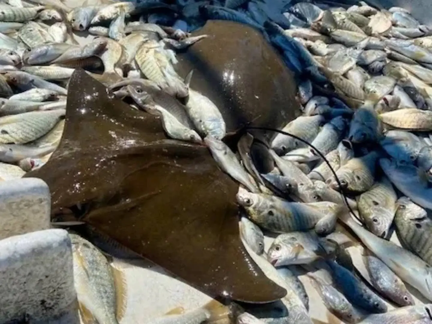 Cownose rays, Atlantic croaker, and spot captured on the Pamlico Sound Survey. Cara Kowalchyk, North Carolina Department of Environmental Quality.