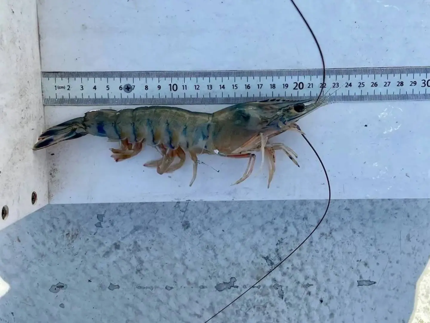 Shrimp being measured during the Pamlico Sound Survey. Cara Kowalchyk, North Carolina Department of Environmental Quality.