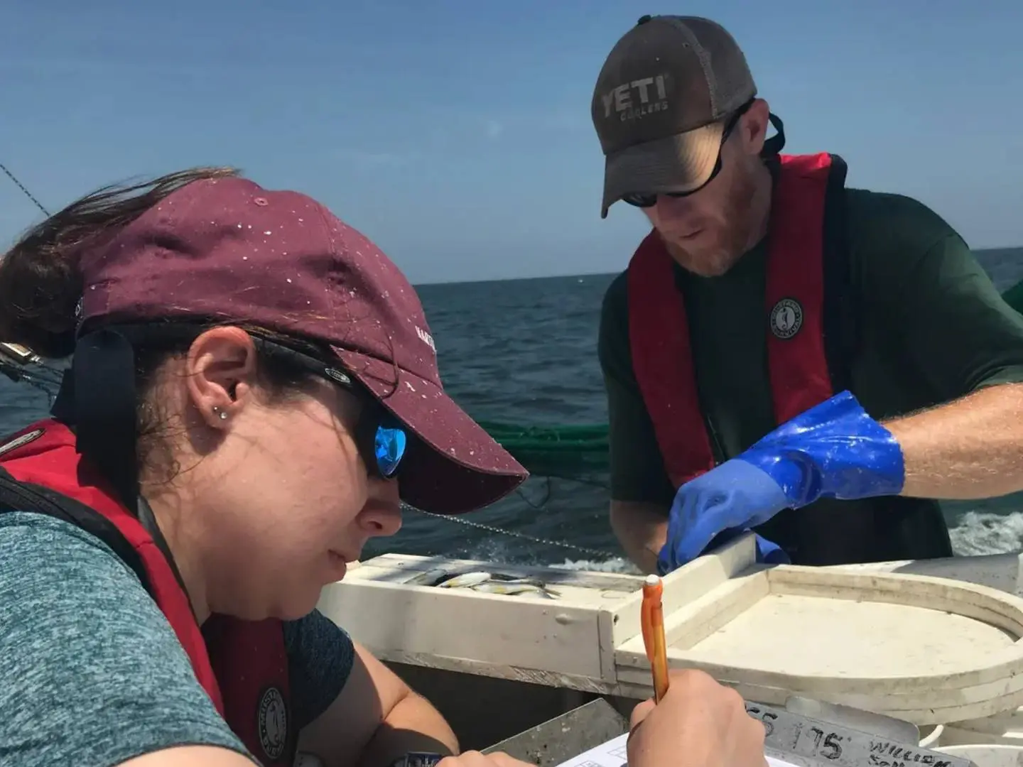 NCDMF staff record lengths of economically important species during the Pamlico Sound Survey. North Carolina Department of Environmental Quality