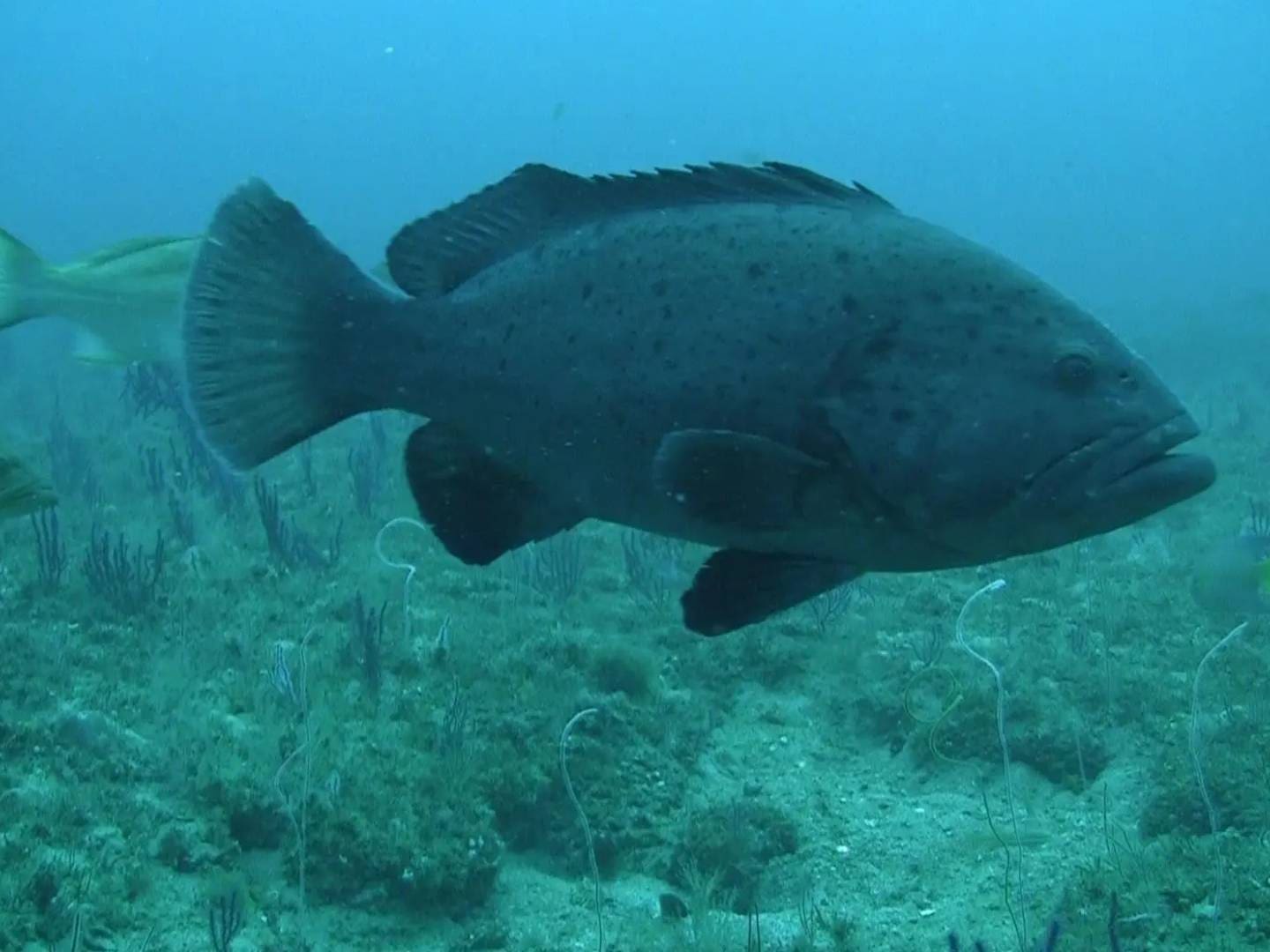 A large fish swimming in the ocean.