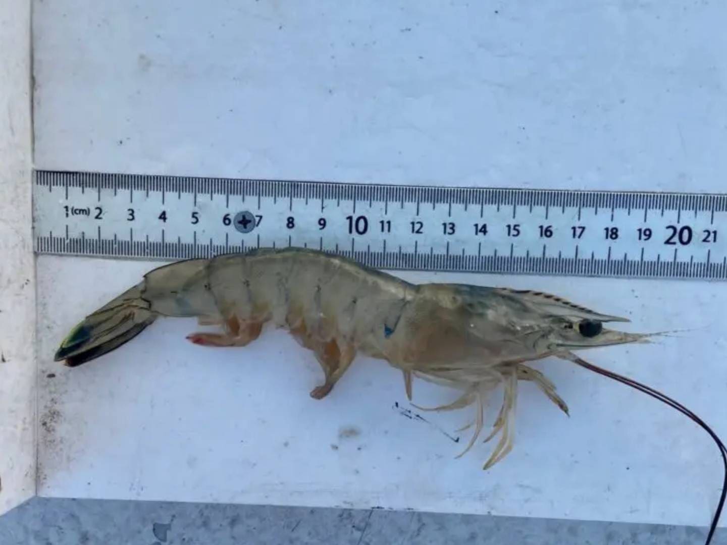 A large shrimp is shown next to a ruler.