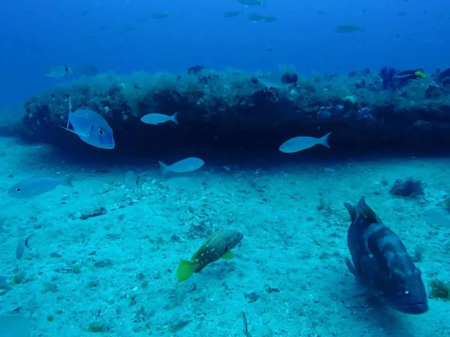 A fish swimming in the ocean next to an underwater structure.