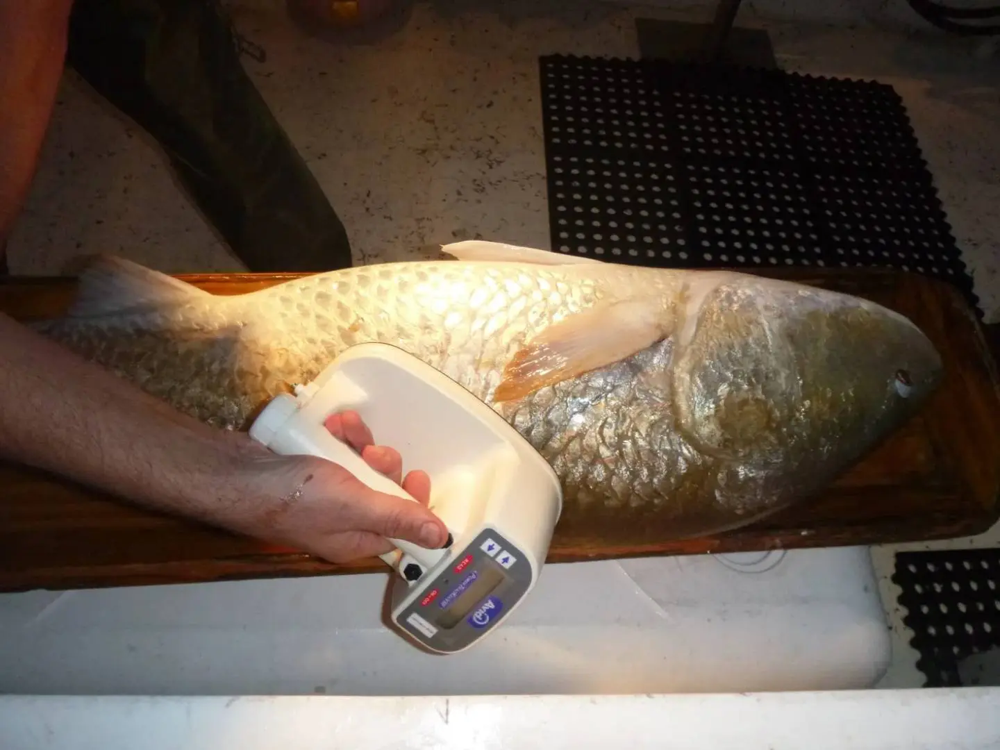 A captured red drum is scanned for existing PIT tags. Lee Paramore, North Carolina Department of Environmental Quality.