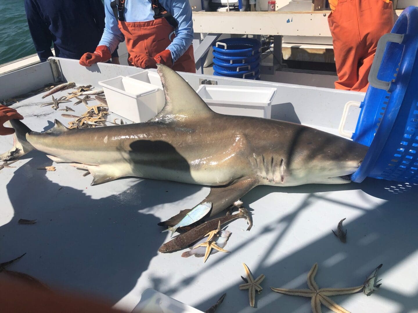 A shark is sitting on the deck of a boat.