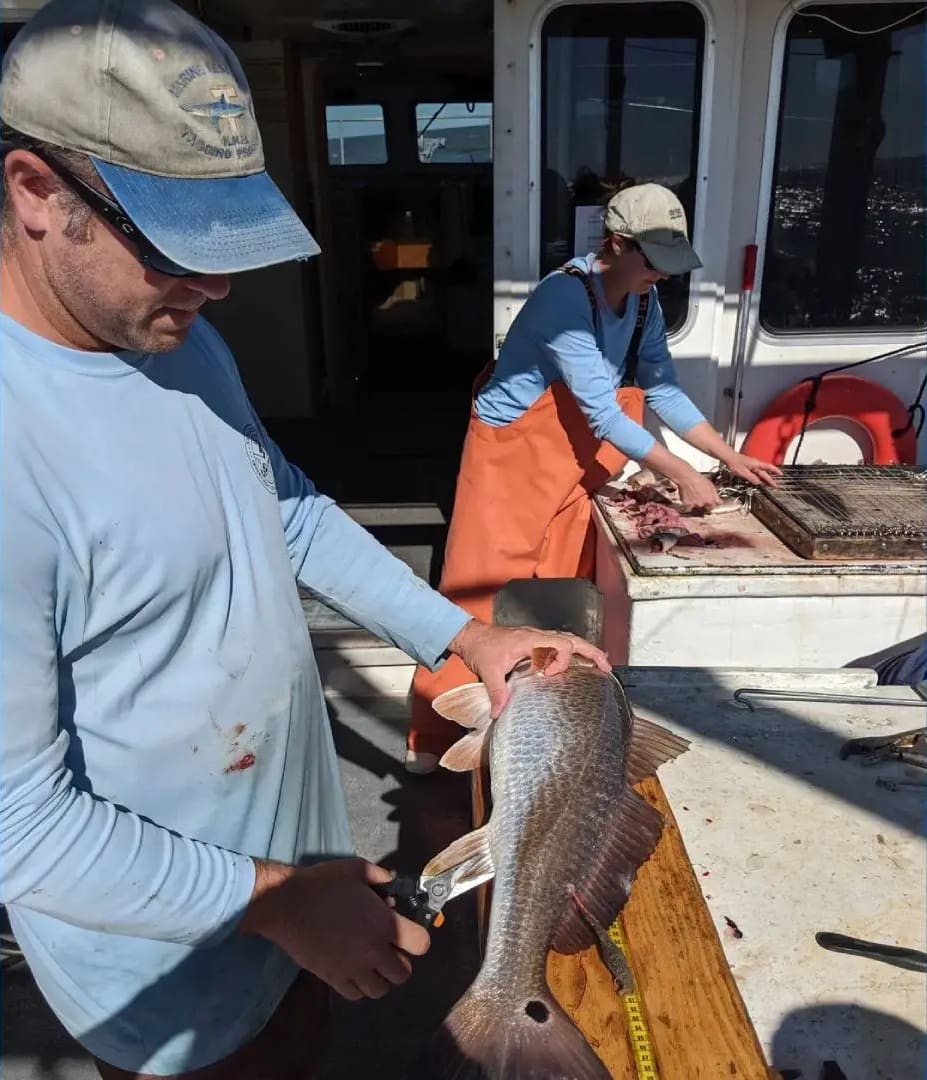 Two men are cutting fish on a boat.