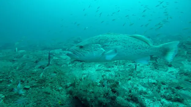 Gag Grouper seen during the Southeast Reef Fish Survey.