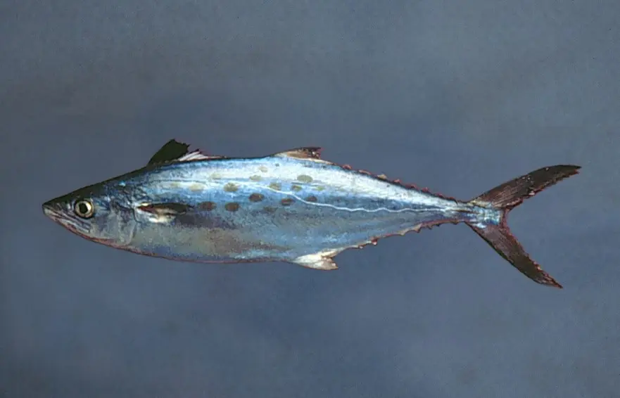 Spanish Mackerel caught during the Coastal Trawl Survey.